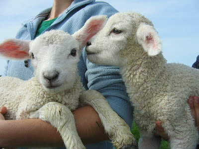 lamb whispers